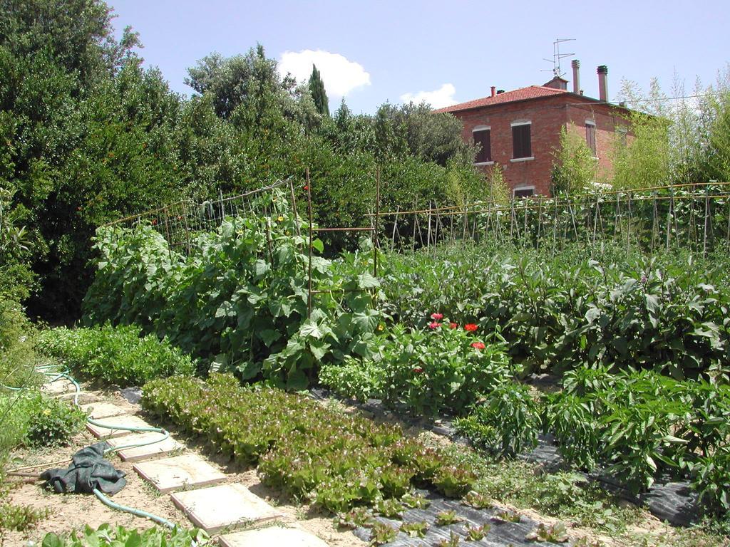 La Lodola *